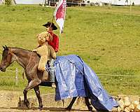 lesson-quarter-horse