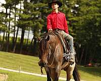 parade-quarter-horse