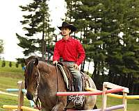 ridden-english-quarter-horse