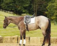 ridden-western-quarter-horse