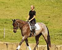 school-quarter-horse