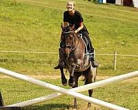 therapy-quarter-horse