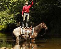 trail-quarter-horse