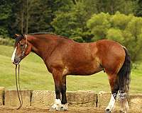 bay-4-white-socks-blaze-horse
