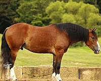 all-around-draft-horse