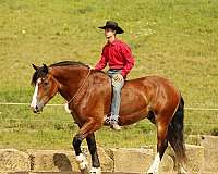 athletic-draft-horse