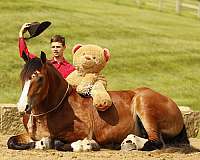 beginner-draft-horse
