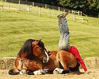 companion-draft-horse