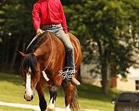 cross-draft-horse