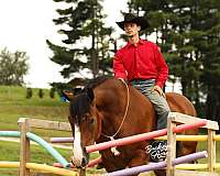 draft-horse