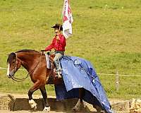 dressage-draft-horse