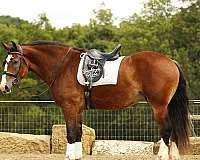 driving-draft-horse