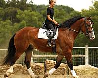 flashy-draft-horse