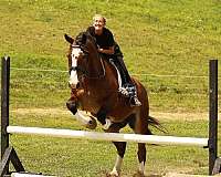 harness-draft-horse