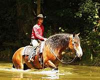 husband-safe-draft-horse