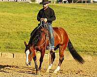 all-around-quarter-horse