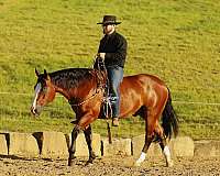 bay-2-white-socks-horse