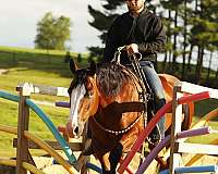 athletic-quarter-horse