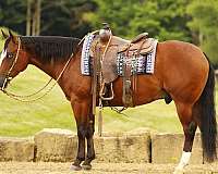 beginner-quarter-horse