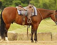 blue-eyed-quarter-horse