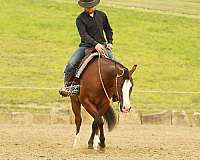 calf-roping-quarter-horse