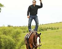 companion-quarter-horse