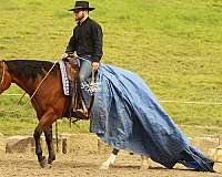 finished-quarter-horse