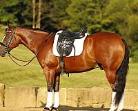 flashy-quarter-horse