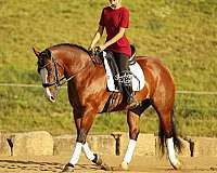 husband-safe-quarter-horse