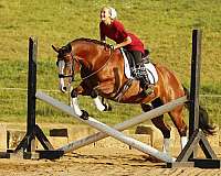 jumper-quarter-horse