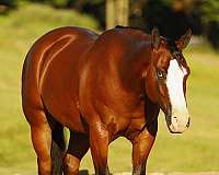 kid-safe-quarter-horse