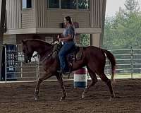 barrel-racing-quarter-horse