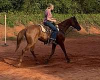 trail-quarter-horse
