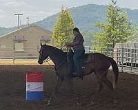 sorrel-quarter-horse-gelding