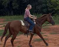 sorrel-barrel-horse