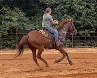 sorrel-trail-riding-horse