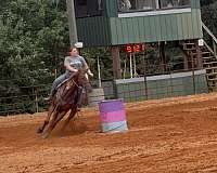barrel-gelding
