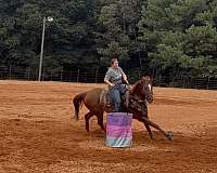 barrel-racing-gelding