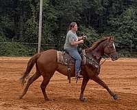 trail-gelding