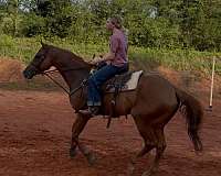 trail-riding-gelding