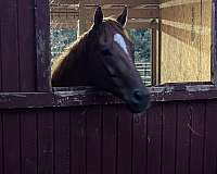 sorrel-aqha-gelding