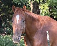 trail-riding-quarter-horse