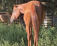 sorrel-trail-horse