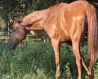 barrel-horse