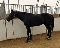 experienced-morgan-standardbred-horse