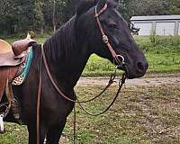 amish-trained-morgan-horse