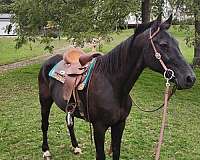 black-gelding-morgan-horse