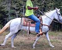 paso-fino-mare-horse
