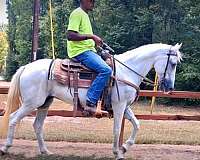 gaited-mare-paso-fino-horse