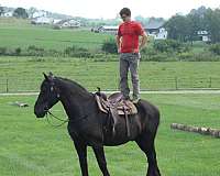 beautiful-draft-horses-percheron
